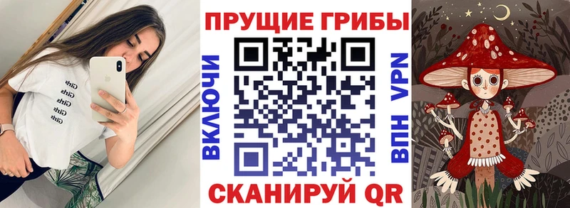 Псилоцибиновые грибы Psilocybine cubensis  Талица 